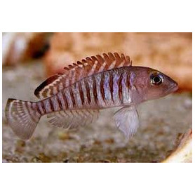 Lamprologus signatus Lamprologus signatus