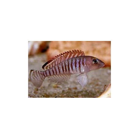 Lamprologus signatus