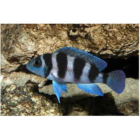 Lamprologus tretocephalus Lamprologus tretocephalus
