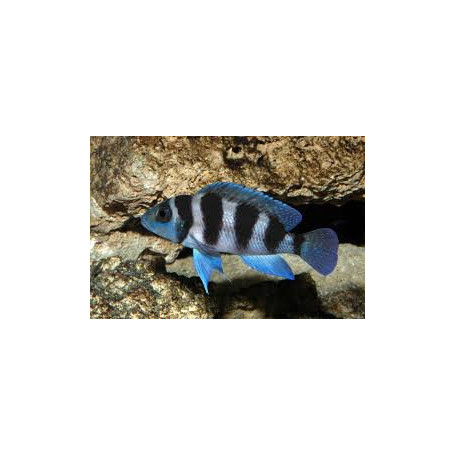 Lamprologus tretocephalus