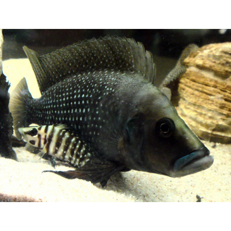 Lamprologus calvus black pectoral