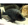 Lamprologus calvus black pectoral