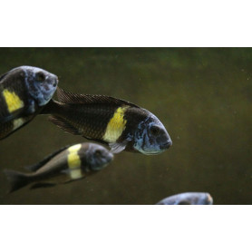 Tropheus duboisi Tropheus duboisi