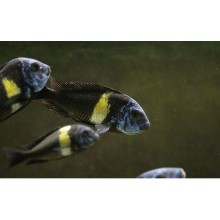 Tropheus duboisi
