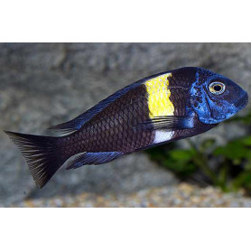 Tropheus duboisi maswa Tropheus duboisi maswa