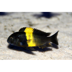 Tropheus moori kiriza Tropheus moori kiriza