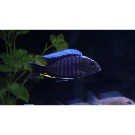 Aulonocara Kadensis Aaulonocara Kadensis