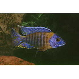 Aulonocara Korneliae Aulonocara Korneliae