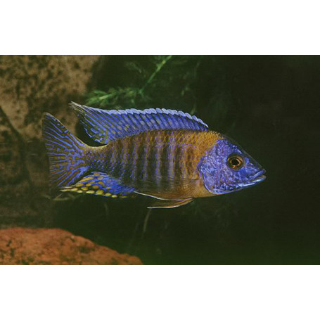 Aulonocara Korneliae