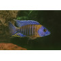 Aulonocara Korneliae