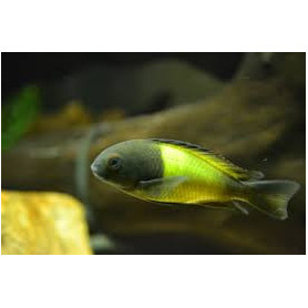 Tropheus moorii ikola Tropheus moorii ikola