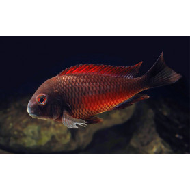Tropheus moorii moliro Tropheus moorii moliro
