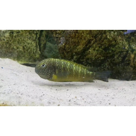 Tropheus moorii murago Tropheus moorii murago