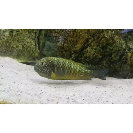 Tropheus moorii murago