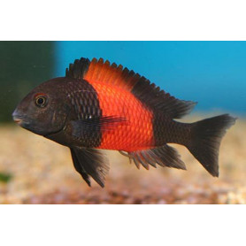 Tropheus moorii orange I Tropheus moorii orange I
