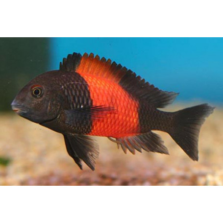 Tropheus moorii orange I