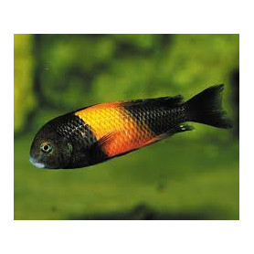 Tropheus moorii orange I bemba Tropheus moorii orange I bemba