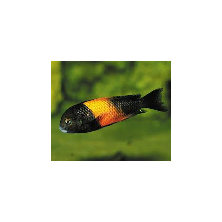 Tropheus moorii orange I bemba