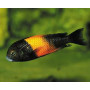 Tropheus moorii orange I bemba