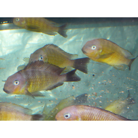 Tropheus brichardi namansi gold