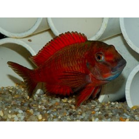 Tropheus moorii moliro orange fire craker Tropheus moorii moliro orange fire craker