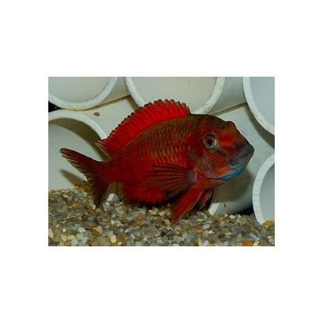 Tropheus moorii moliro orange fire craker