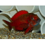 Tropheus moorii moliro orange fire craker