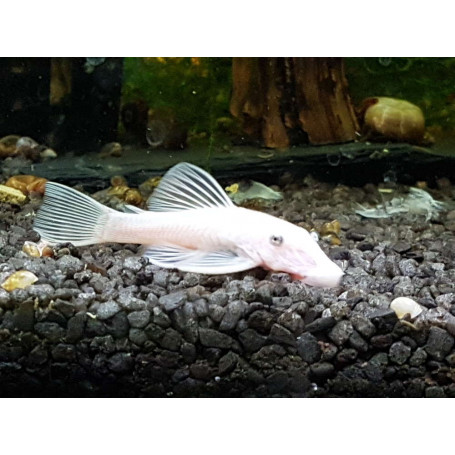 Ancistrus l144 snow white