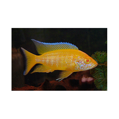 Aulonocara Lemon Yellow Albino