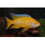 Aulonocara Lemon Yellow Albino