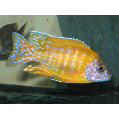 Aulonocara Maleri
