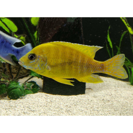 Aulonocara Maleri Gold