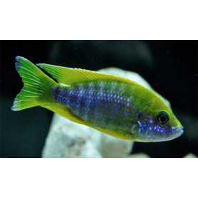 Aulonocara Mamelela Aulonocara Mamelela