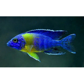 Aulonocara Maulana Aulonocara Mamelela