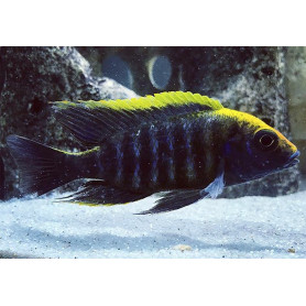 Aulonocara Maylandi Aulonocara Maylandi