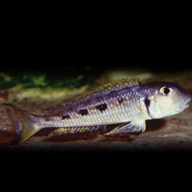 Xenotilapia ochrogenys karilani Xenotilapia ochrogenys karilani