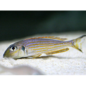 Xenotilapia ochrogenys kigoma Xenotilapia ochrogenys kigoma