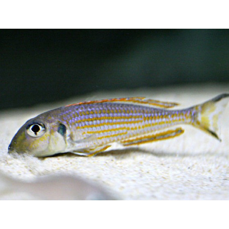 Xenotilapia ochrogenys kigoma