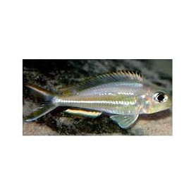 Xenotilapia ornatipinis Xenotilapia ornatipinis