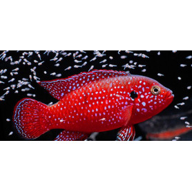 Hemichromis lifalili Hemichromis lifalili