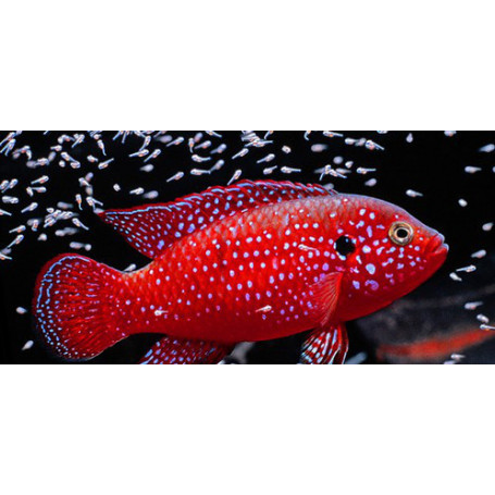 Hemichromis lifalili