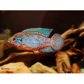 Hemichromis liffalili blue Hemichromis liffalili blue