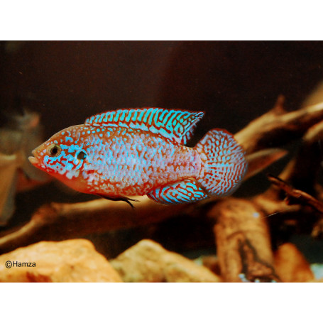 Hemichromis liffalili blue