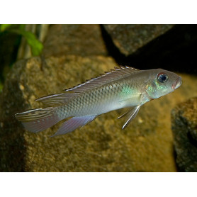 Nanochromis nudiceps Nanochromis nudiceps