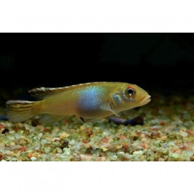 Nanochromis parilus Nanochromis parilus