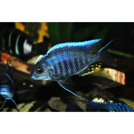 Aulonocara New Blue Orchid