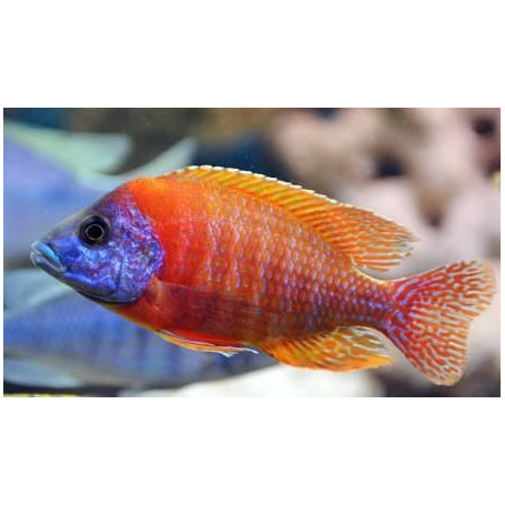 Aulonocara Red Flash