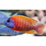 Aulonocara Red Flash