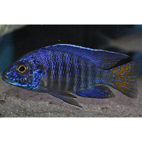Aulonocara SP Super Blue Aulonocara SP Super Blue