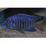 Aulonocara SP Super Blue